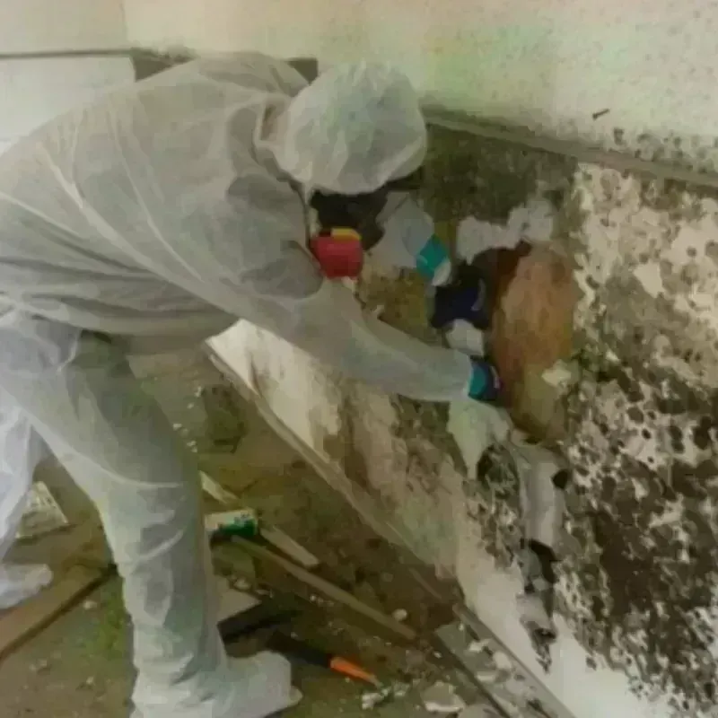 Mold Remediation and Removal in Mahomet, IL